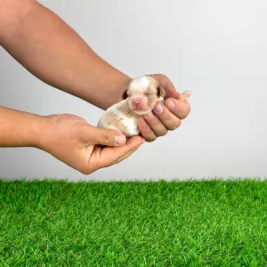 Cavalier King Charles Spaniel - Casey