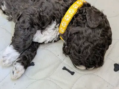 Lagotto romagnolo - Ürömi Szarvasgombász Jozefin