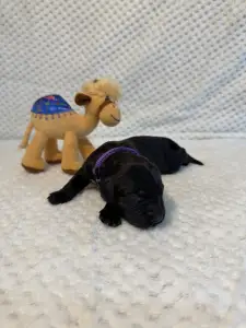 Portugalský vodní pes - Boomer