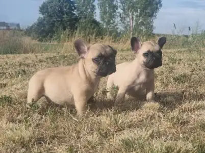 Francia bulldog - Hank