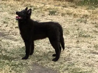 Belgian Shepherd Dog - Gerőcsvári Freya