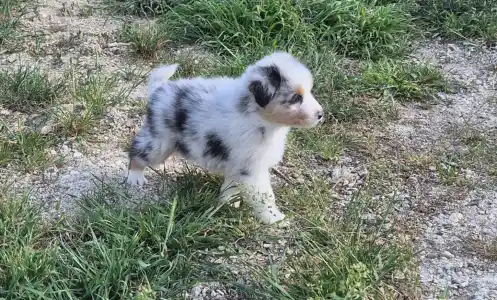 Ausztrál juhászkutya - Bubu