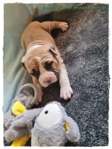 Amerykański staffordshire terier - Grace Of Sweet Gangland