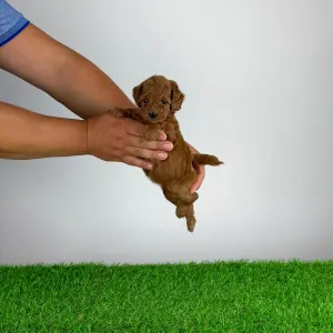 Poodle Miniature - Tami