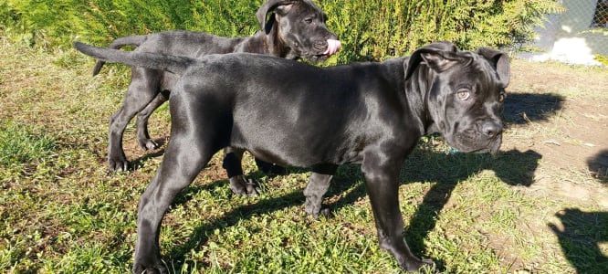 Cane Corso - Caesar’s Guardians