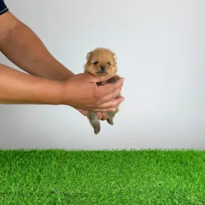 Pomeranian - Tommy
