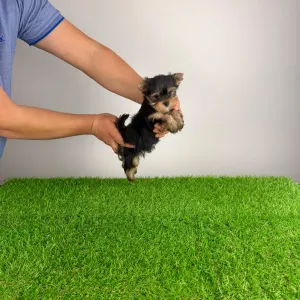 Yorkshire Terrier - Mambo