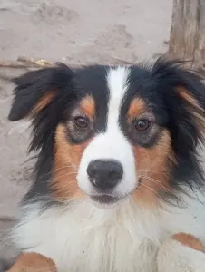 Ausztrál juhászkutya - Dailos Cadbury