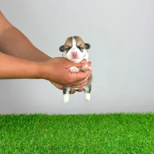 Pembroke Welsh Corgi - Ammi