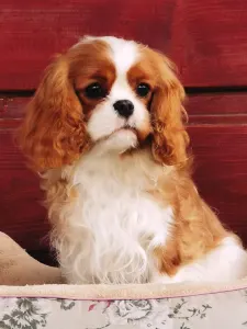 Cavalier King Charles spániel - Arisa Harmony Of Life 