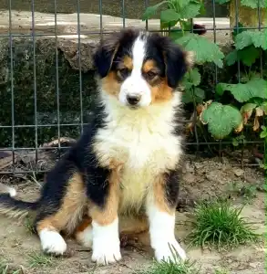 Ciobănesc american în miniatură - Fergie