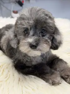 Barbone nano - Zsóka