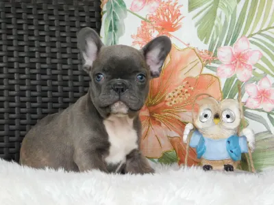 French Bulldog - Echo