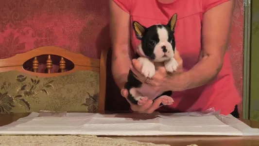 Boston Terrier - Malachi
