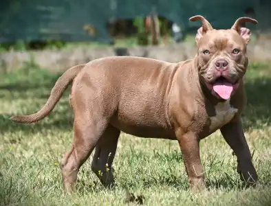 American Bully - Pocket - Ghostface Fighters Luna