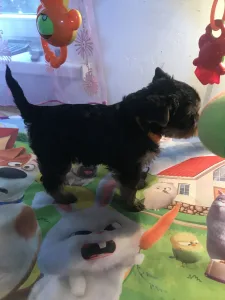 Yorkshire Terrier - Csenge