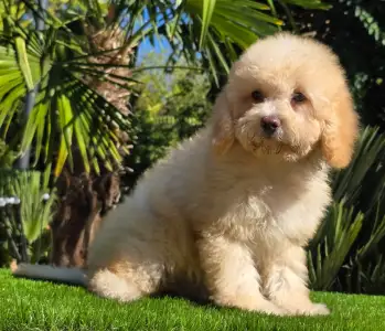 Cavapoo - Solo