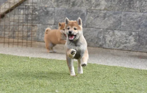 Shiba - Bravados Iria