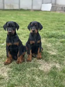 Dobermann - Meduza Nero Di Angelo 