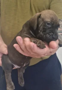 Brazilski pas - Jasmin, Joana, Jovana, Julieth