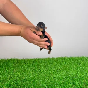 Yorkshire Terrier - Wendy