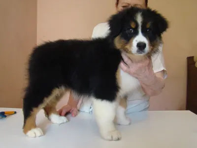 Ausztrál juhászkutya - Vitality Aussies