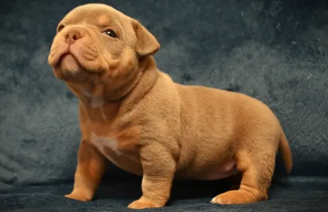 Amerikai Bully - Pocket - Minnie