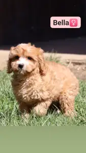 Cavapoo - Bella
