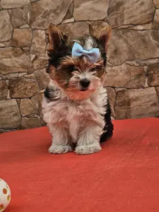 Biewer Terrier - Bubu