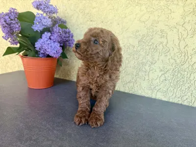 Trpasličí pudl - Hella