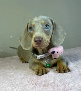 Dachshund - Elina