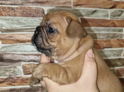 Französische Bulldogge - Escobar
