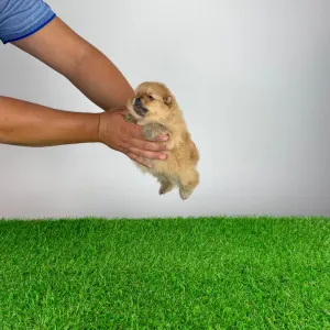 Pomeranian - Omedia