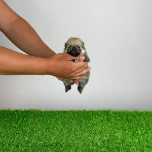 German Pomeranian Spitz - Genius