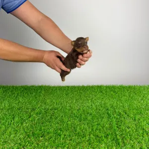 Yorkshire Terrier - Livius