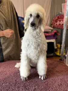 Poodle Standard - San Diego