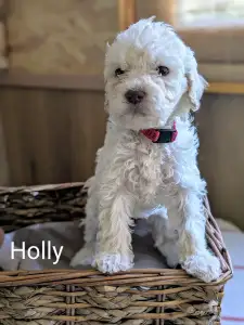 Romagna Water Dog - Ürömi Szarvasgombász Holly