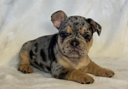 French Bulldog - Candy