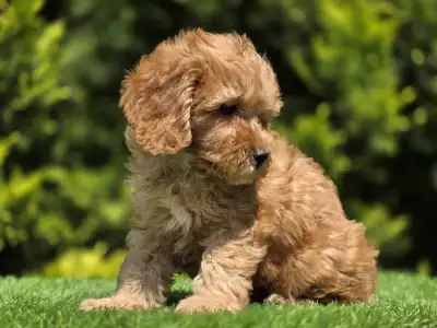 Cavapoo - Tim
