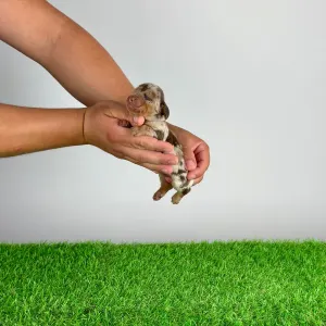 Jamnik - Doggy