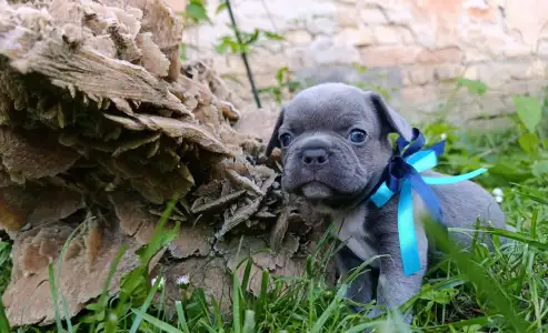 Francia bulldog - Neo