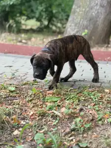Cane Corso Italiano - Apollon