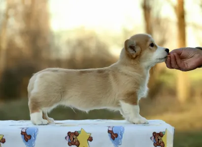 Welsh Corgi Pembroke - Eros The Charming From Farm Of Happy Dogs