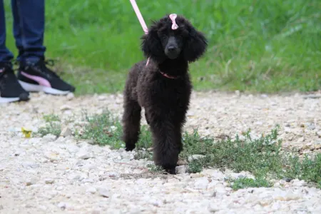 Poodle Miniature - Gina