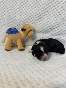 Portugalský vodní pes - Baltazar