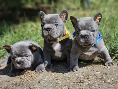 Bouledogue français - Pubi