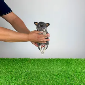Chihuahua - Orina