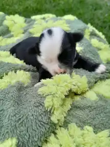 Tibet Terrier - King