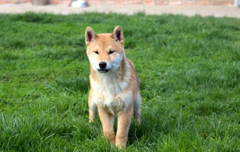 Shiba - Shinka