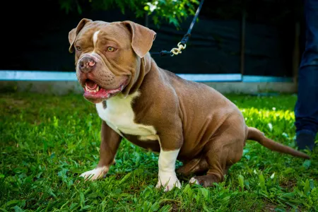 l'American Bully - Exotic - Amenadiel